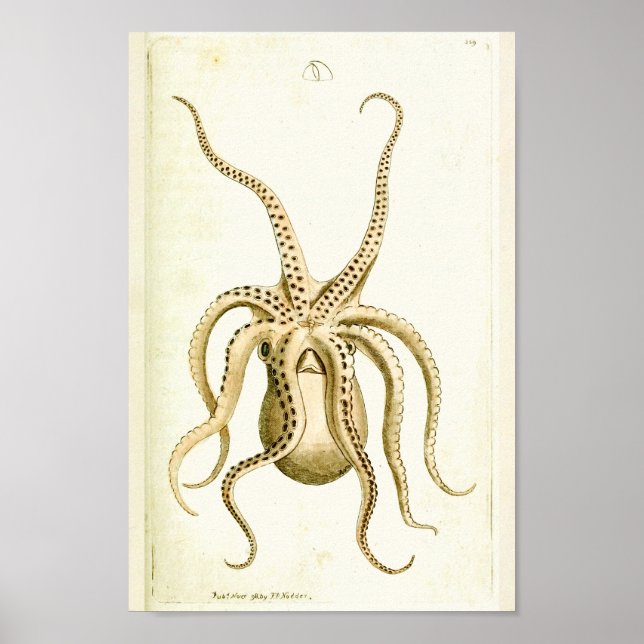 Octopus Vintage Cephalopod Sea Creatures Art Print (Front)