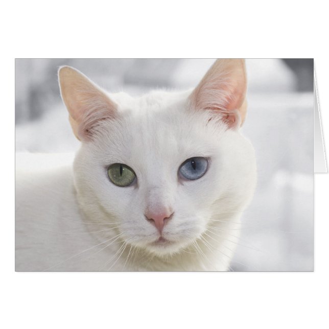 odd-eyed white cat close up face (Front Horizontal)