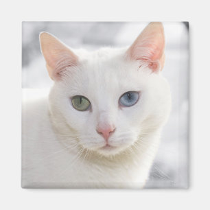 odd-eyed white cat close up face magnet