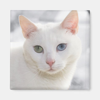 odd-eyed white cat close up face magnet