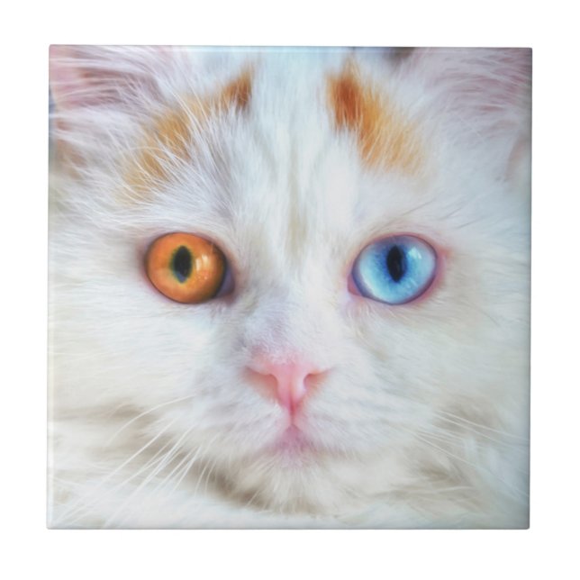 Odd-Eyed White Persian Cat Tile (Front)