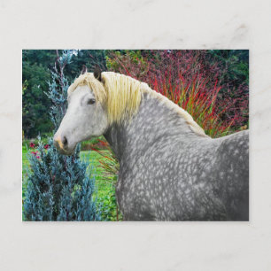 "Odin" Postcard
