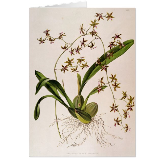 Odontoglossum Hastatum (Devant)