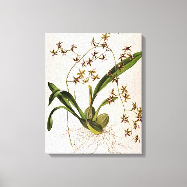 Odontoglossum Hastatum Canvas Print (Front)