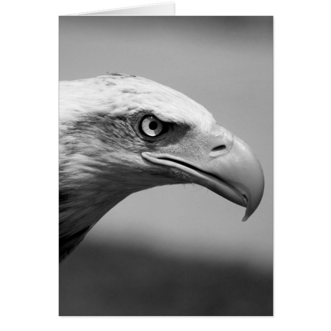 Oeil d'aigle noir et blanc (Devant)