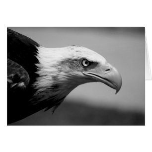 Oeil d'aigle noir et blanc