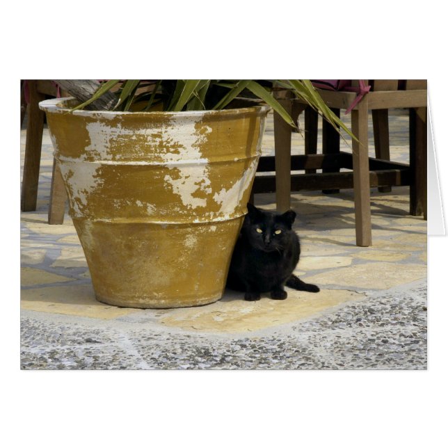 Oeil de chat (Devant horizontal)