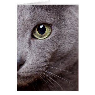 Oeil de chat