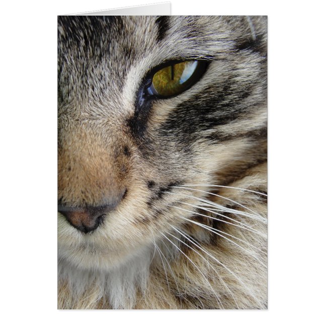 Oeil de chat de Maine Coon (Devant)