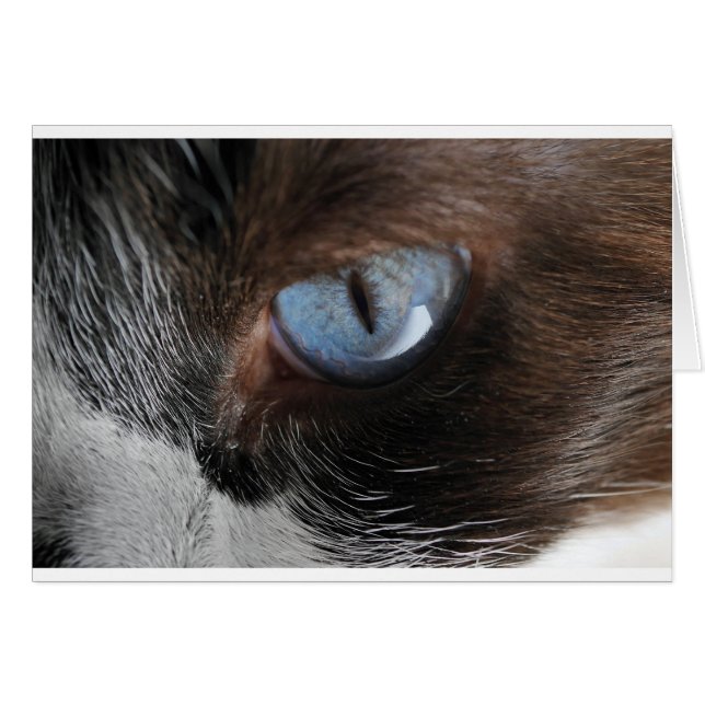 OEil de chat.JPG (Devant horizontal)