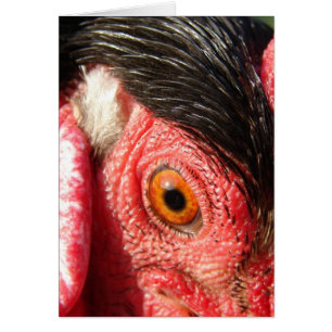 Oeil de coq