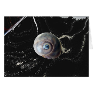Oeil de requin 2
