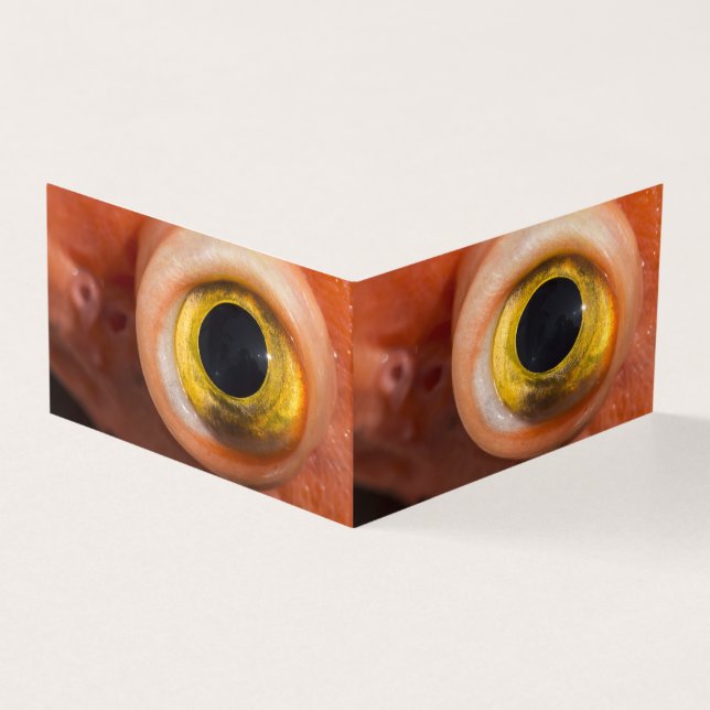 Oeil de sébaste (Outside)