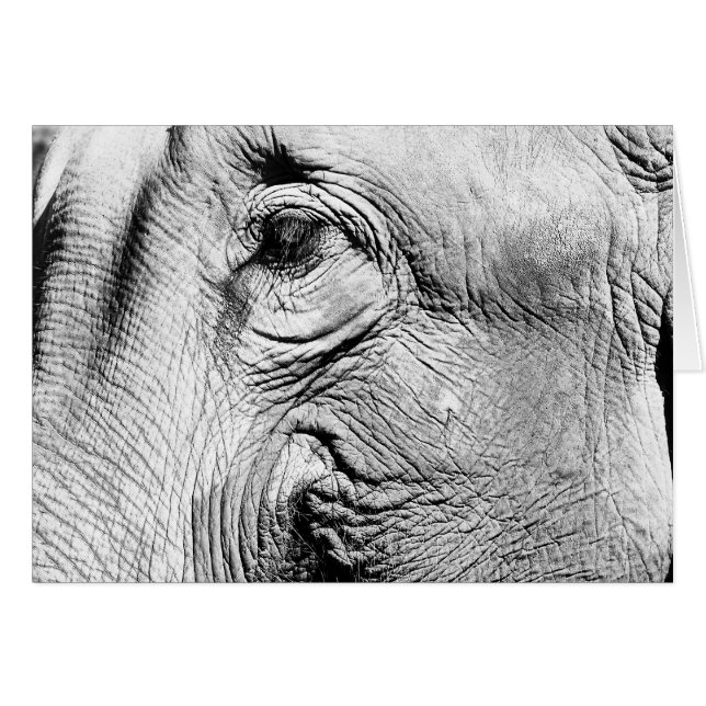 Oeil des éléphants, 2017 (Devant horizontal)