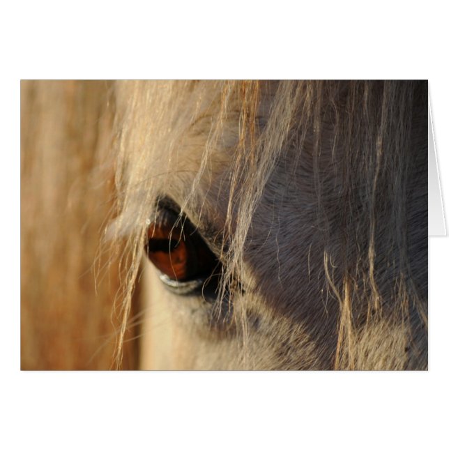 Oeil d'or (Devant horizontal)