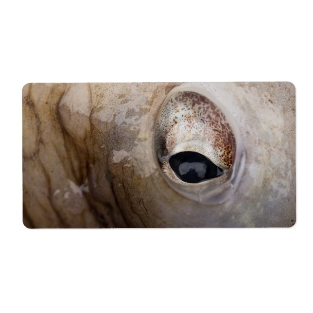 OEil octopique (Devant)