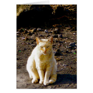 Oeil puant de chat grincheux