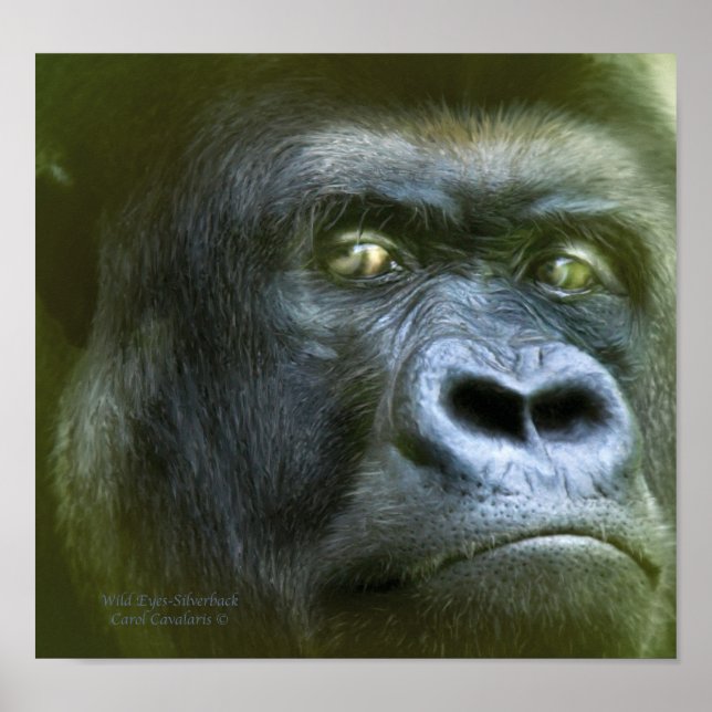 Oeil sauvage - Poster d'art Silverback/Imprimer (Devant)