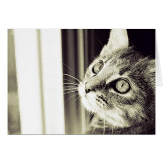 Oeil voir les étoiles en noir et blanc