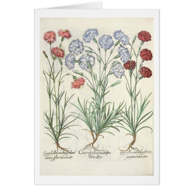 Oeillets : albo multiplex du flore 1.Caryophyllus (Devant)