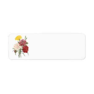Oeillets vintages Dianthus Garden Flowers Redoute