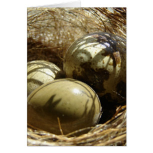Oeufs de caille