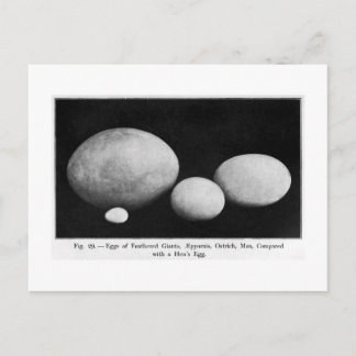 OEufs de géants en plumes carte postale
