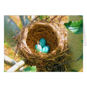 Oeufs de Robin dans un nid d'arbre de jardin