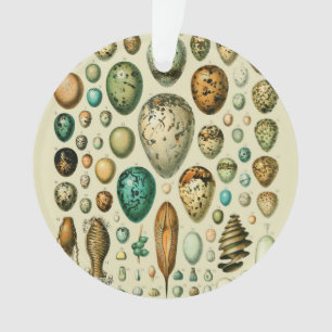 Œufs d'oiseaux vintage Art d'œuf de poisson frança