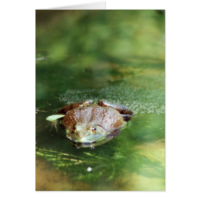 Oeufs pondeuses de grenouilles à taureaux (Devant)