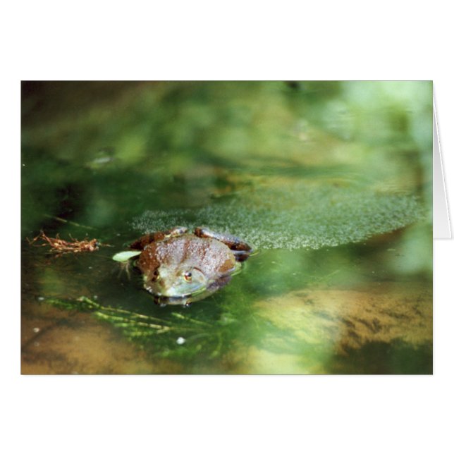 Oeufs pondeuses de grenouilles à taureaux (Devant horizontal)
