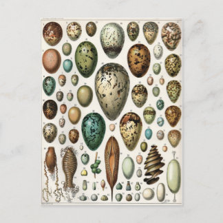 Oeufs Postcard