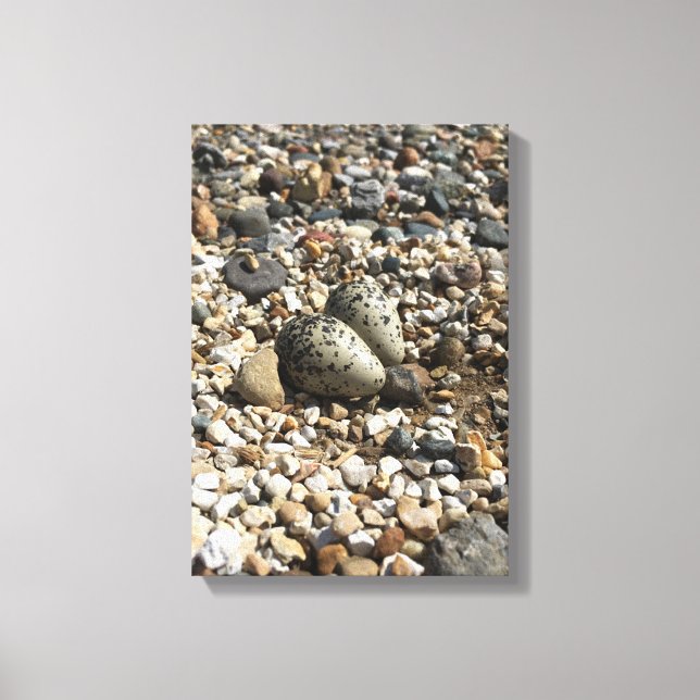 OEufs tueurs sur toile (Recto)