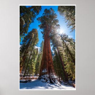 Œuvre d'art murale General Sherman | Impression de