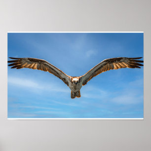 Œuvre murale Balbuzard en vol Affiche d'oiseau d