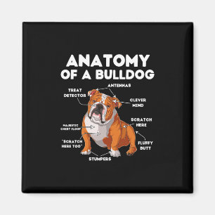 Of A Bulldog  Magnet