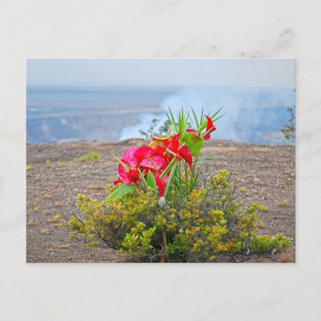 Offering to Pele, Hawaiian Volcano Goddess Postcard (Front)