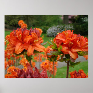 OFFICE ART PRINTS AZALEAS 25 Orange Azalea Garden