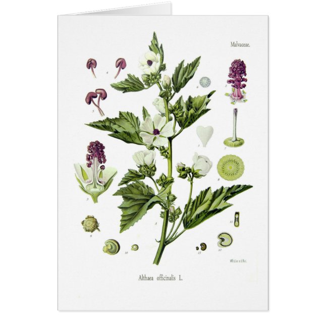 Officinalis d'Althaea (Devant)