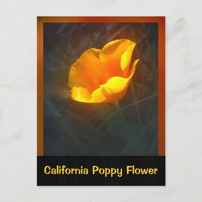 Ogange California Flower Postcard (Front)