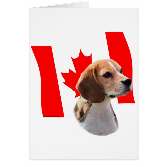 Oh Canada...et Beagle. (Devant)