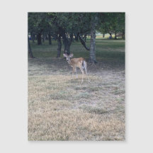 Oh Deer Magnet