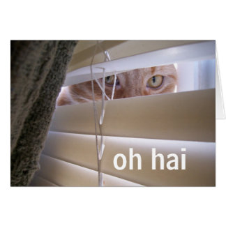Oh Hai -- Cat in the Window