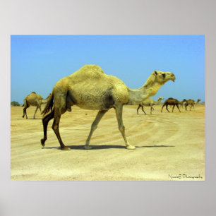 Oh happy day - camels in the desert poster
