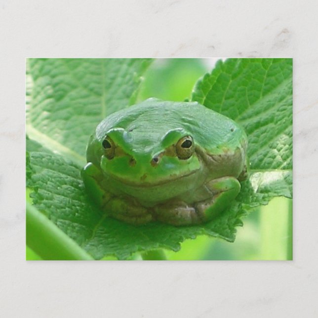 Oh happy day - green frog close up postcard (Front)
