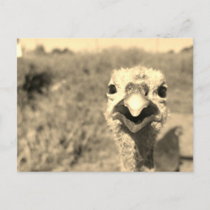 Oh... Hi! - Postcard