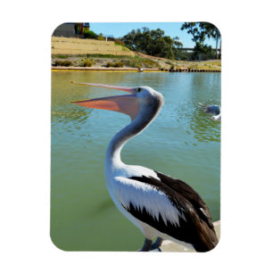 Oh Im A Happy Pelican Tra Lah, Magnet