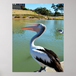 Oh Je Suis Un Joyeux Pelican Tra Lah Lah, Poster M