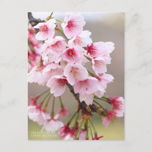 Oh-kanzakura: Cherry Blossoms [Postcard] Postcard (Front)