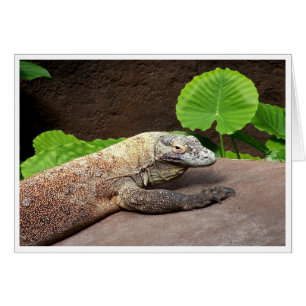 "Oh no...it's Komodo!"